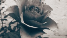 Kushtrim Thaqi - Dried Rose